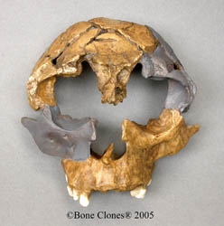 Homo antecessor Skull