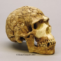 Homo sapiens Skull Skhul 5