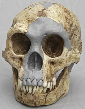 Homo floresiensis (Flores Skull LB1)