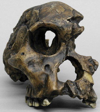 Australopithecus africanus Sts 71 Skull