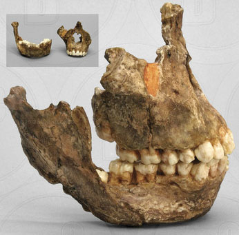 Australopithecus africanus