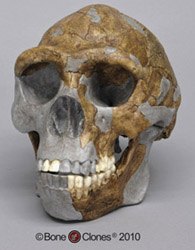 Homo erectus - Peking Man Skull