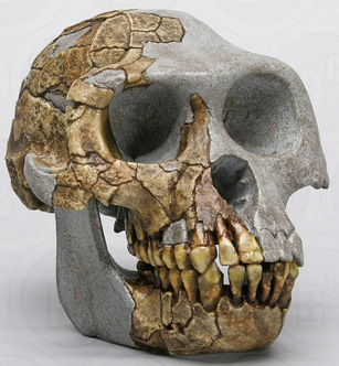 Ardipithecus ramidus Skull ARA-VP-6/500 - (4.4 MYA)