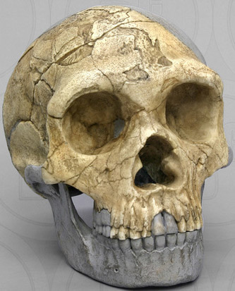 Homo neanderthalensis-Forbes Quarry Neandertal- Gibraltar 1 skull 