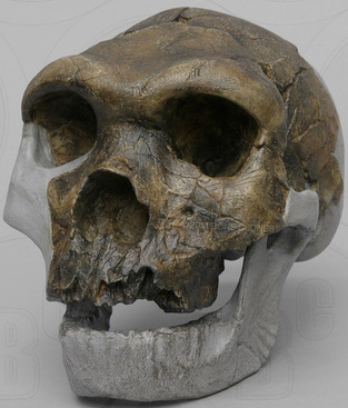 Homo heidelbergensis