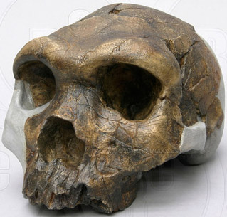 Homo heidelbergensis 