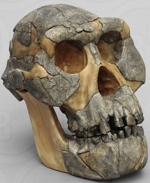 Australopithecus afarensis AL-444-2 Skull 