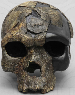 Homo sapiens idaltu (Herto) skull