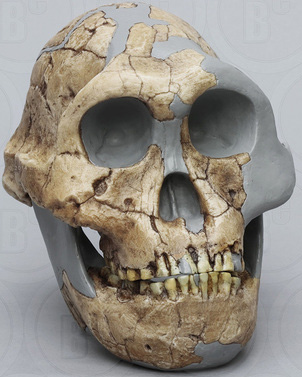 Australopithecus robustus