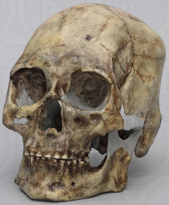 Homo sapiens Kennewick Man