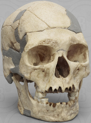 Homo sapiens Oase skull with reconstruction