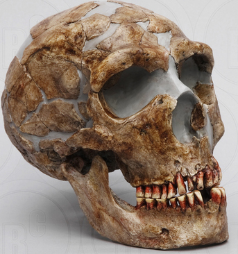 Homo neanderthalensis Shanidar 1 Skull and Jaw