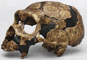 Homo neanderthalensis Shanidar 5 Cranium 