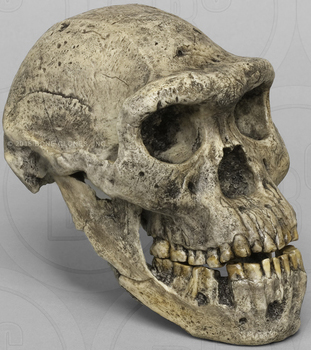 Homo erectus Dmanisi Skull 5