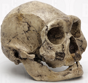 Dmanisi Skull 4 Homo erectus 