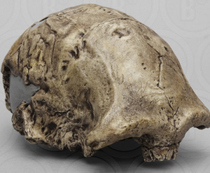 Homo erectus Dmanisi 1