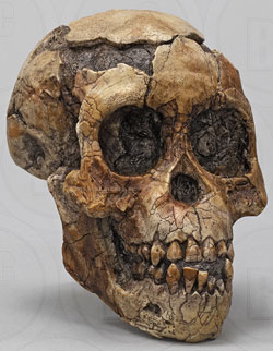 Australopithecus afarensis Skull 