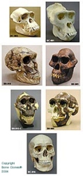 Set of primate skulls