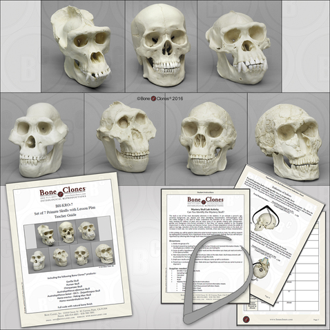 Set of 7 Primate Skulls with Lesson Plan