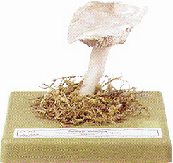 Tricholoma columbetta 