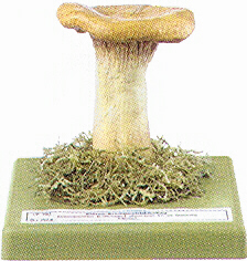 Aspropaxillus giganteus 