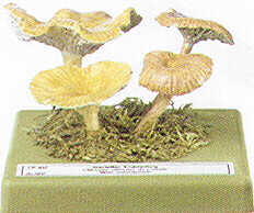 Clitocybe vibecina 