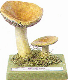 Russula ochroleuca 