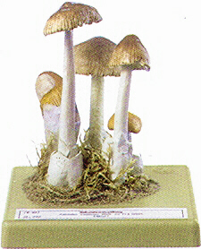 Amanita vaginata 