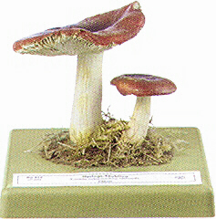 Russula xerampelina 