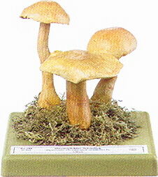 Cortinarius armillatus 