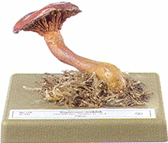 Chroogomphus rutilus 