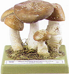 Amanita spissa 