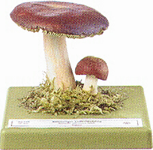 Russula olivacea 