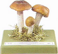 Cortinarius mucosus 