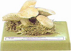 Lactarius vietus 