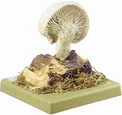 Pleurotus dryinus 