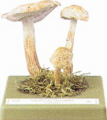 Collybia maculata 