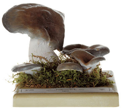 Pleurotus ostreatus