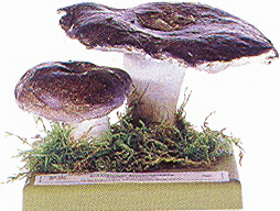 Russula nigricans