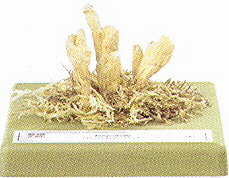 Clavariadelphus ligula 