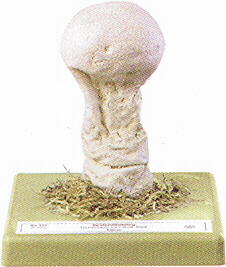 Calvatia excipuliformis 