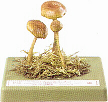 Cortinarius cinnamomea lutescens 