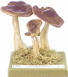 Lyophyllum fumosum 