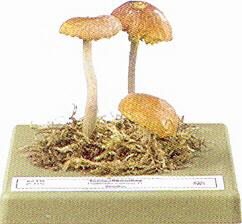 Gymnopilus sapineus 