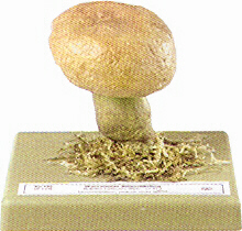 Boletus radicans 