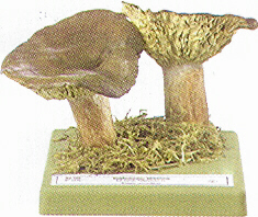 Lactarius fuliginosus 