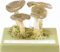 Lactarius mammosus