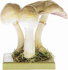 Agaricus silvicola