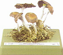 Psathyrella hydrophila 