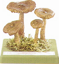 Tricholoma vaccinum 